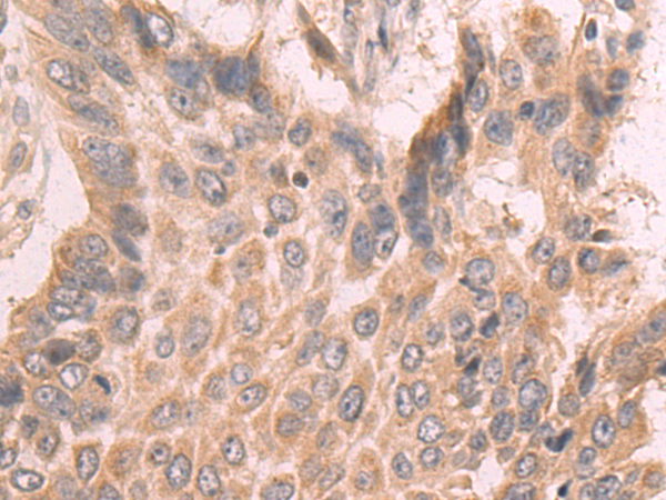 Rabbit Polyclonal Antibody to SLC35B1