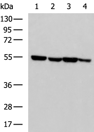 Rabbit Polyclonal Antibody to SLC47A1