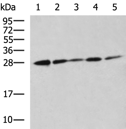 Rabbit Polyclonal Antibody to YWHAH