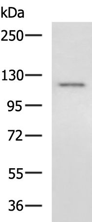 Rabbit Polyclonal Antibody to MYBPC1