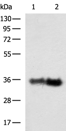 Rabbit Polyclonal Antibody to SYP