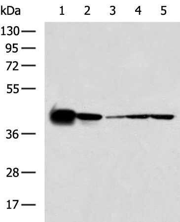 Rabbit Polyclonal Antibody to MAPK1