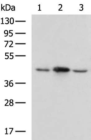 Rabbit Polyclonal Antibody to MAPK3