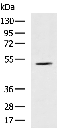 Rabbit Polyclonal Antibody to DOK7