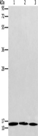 Rabbit Polyclonal Antibody to RPS27