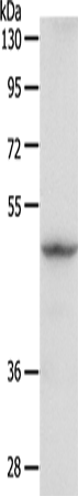 Rabbit Polyclonal Antibody to GDI1