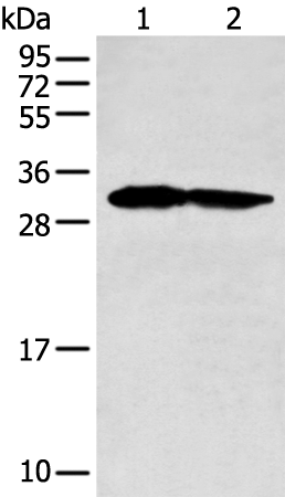 Rabbit Polyclonal Antibody to PCNA