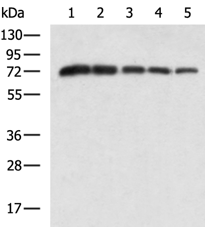 Rabbit Polyclonal Antibody to DDX4