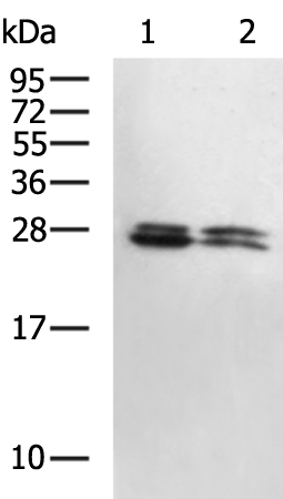 Rabbit Polyclonal Antibody to YWHAE