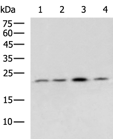 Rabbit Polyclonal Antibody to BAX