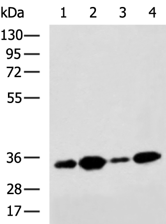 Rabbit Polyclonal Antibody to CASP1