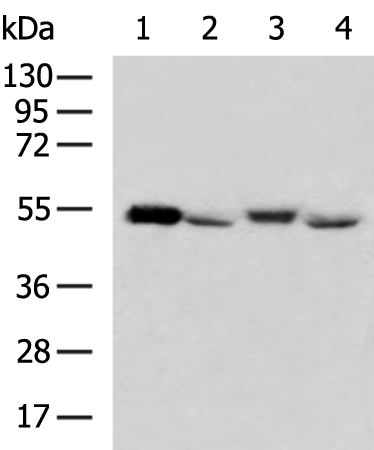 Rabbit Polyclonal Antibody to TP53