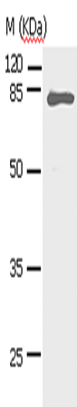 Rabbit Polyclonal Antibody to STAT5A