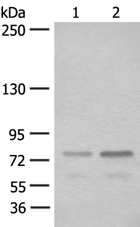 Rabbit Polyclonal Antibody to STAT4