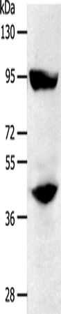 Rabbit Polyclonal Antibody to STAT5B