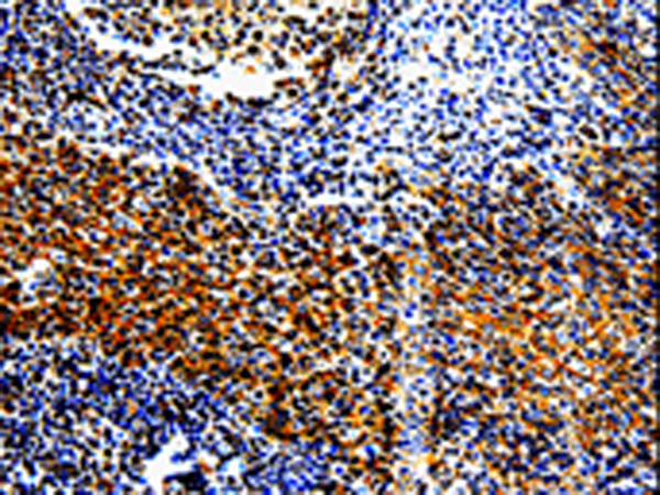 Rabbit Polyclonal Antibody to TLR7