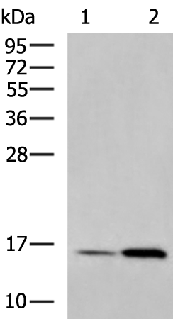 Rabbit Polyclonal Antibody to COX6B1