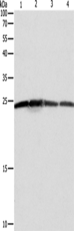 Rabbit Polyclonal Antibody to BAK1