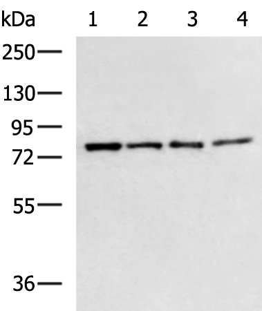 Rabbit Polyclonal Antibody to IL1RAP