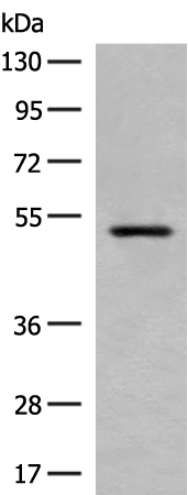 Rabbit Polyclonal Antibody to HTR3A