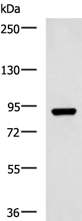 Rabbit Polyclonal Antibody to ABCB5