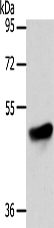 Rabbit Polyclonal Antibody to ADIPOR1