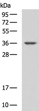 Rabbit Polyclonal Antibody to ADORA3