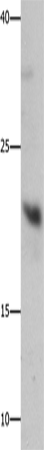 Rabbit Polyclonal Antibody to GFER