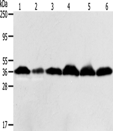 Rabbit Polyclonal Antibody to APEX1
