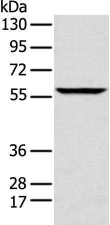 Rabbit Polyclonal Antibody to ANGPTL3