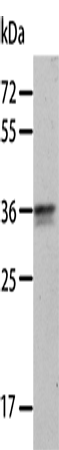 Rabbit Polyclonal Antibody to ANXA8