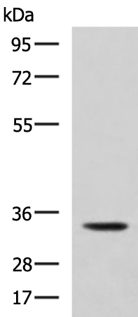 Rabbit Polyclonal Antibody to ANXA13