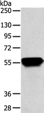 Rabbit Polyclonal Antibody to KRT4