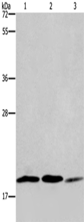 Rabbit Polyclonal Antibody to RAP1B