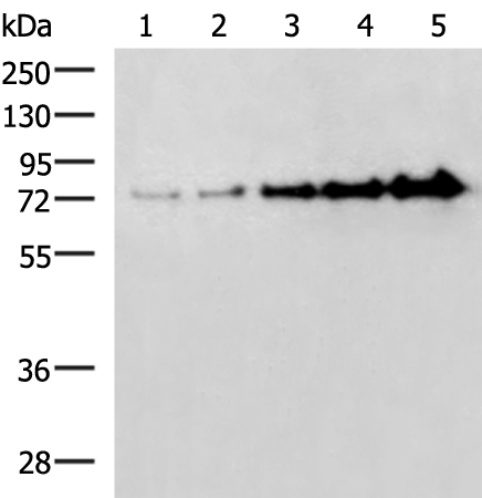 Rabbit Polyclonal Antibody to BSA