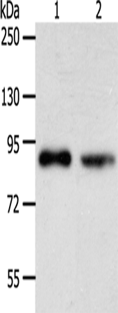 Rabbit Polyclonal Antibody to APPL1