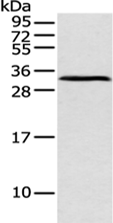 Rabbit Polyclonal Antibody to ATP4B