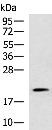 Rabbit Polyclonal Antibody to FGF9