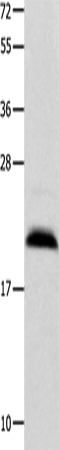 Rabbit Polyclonal Antibody to FGF12