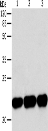 Rabbit Polyclonal Antibody to BID