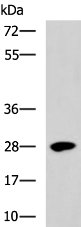 Rabbit Polyclonal Antibody to BTG3