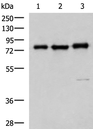 Rabbit Polyclonal Antibody to CAPN1