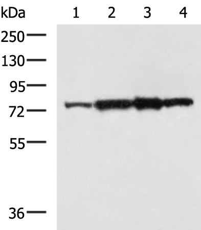 Rabbit Polyclonal Antibody to CAPN6