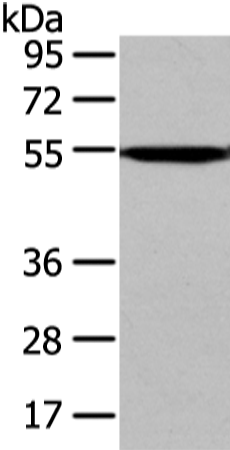 Rabbit Polyclonal Antibody to CAMK1G