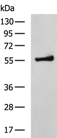Rabbit Polyclonal Antibody to CAP1