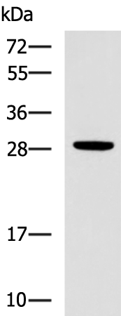 Rabbit Polyclonal Antibody to CTSG
