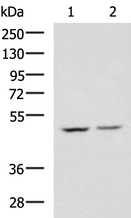 Rabbit Polyclonal Antibody to CBX8