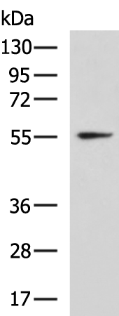 Rabbit Polyclonal Antibody to CBX2