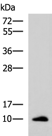 Rabbit Polyclonal Antibody to CCL13