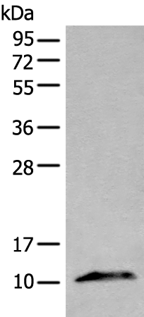 Rabbit Polyclonal Antibody to CXCL10